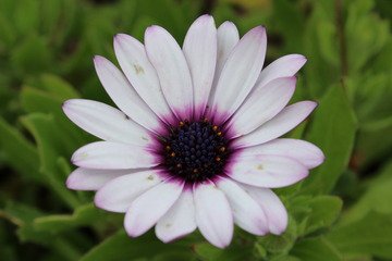 White Flower with a Purple Center